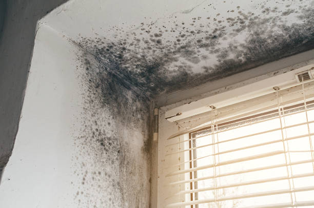 Affordable Mold Remediation solutions in James Creek, PA